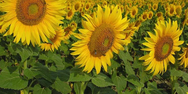 Un gráfico contundente para visualizar el aporte de la industria semillera al auge comercial que está registrando el girasol