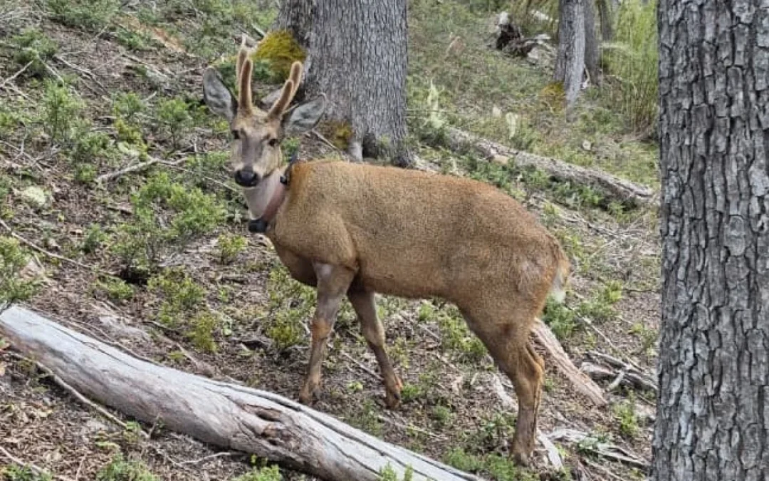 Vuelven a registrar al huemul “Newenche”, con radiocollar, esta vez en el Parque Nacional Nahuel Huapi