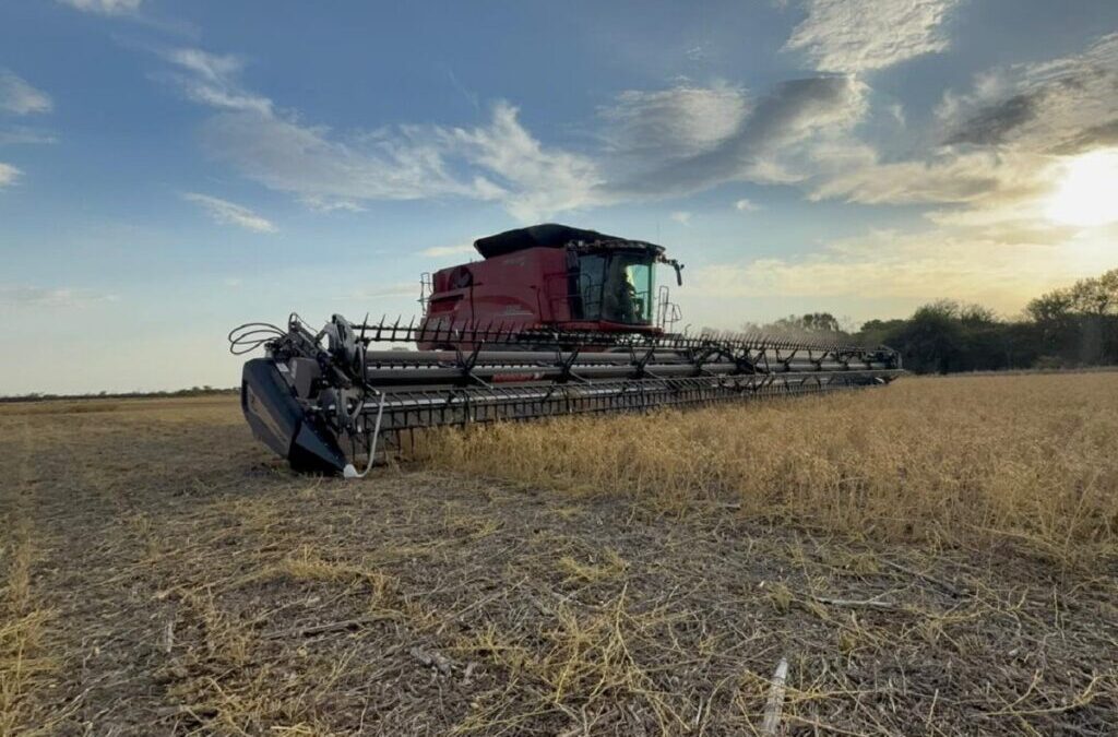 Los drapers argentinos también pegan el estirón