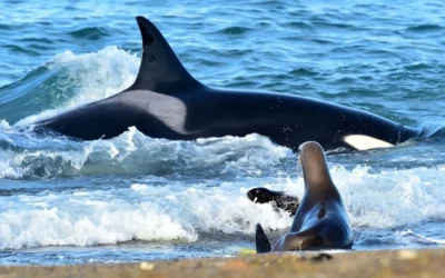 Fauna total en Puerto Madryn: el Safari Marino único en el mundo