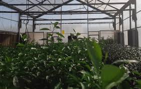 Se optimiza el proceso para la importación de material de propagación vegetal