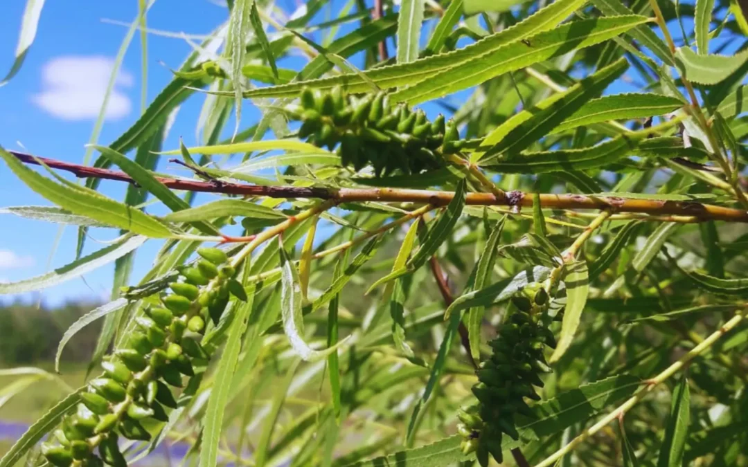 Sauce criollo: seleccionan clones nativos para la producción forestal