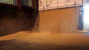 La soja acumuló una ganancia semanal de casi 9% en Rosario y cerró este viernes a $495 mil por tonelada