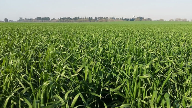 Las «trampas» que debe sortear el trigo para alcanzar el récord de 23 millones de toneladas proyectadas
