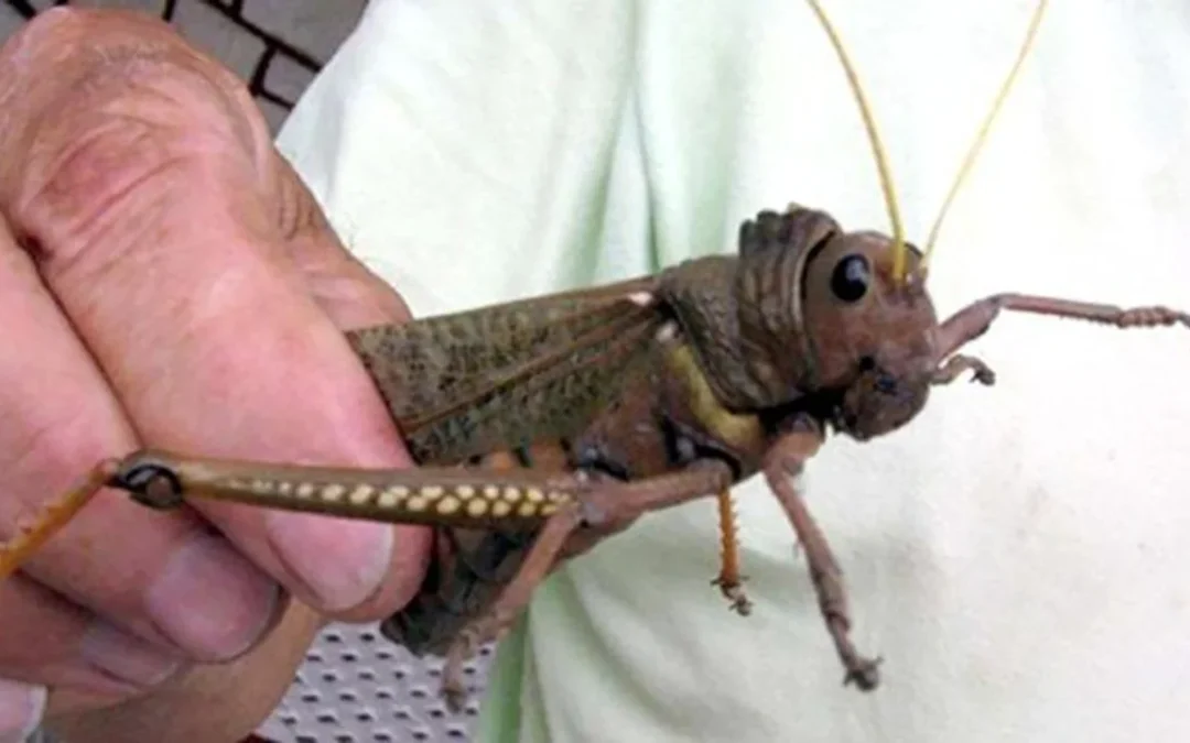 Declararon emergencia en la Patagonia por presencia de la Tucura Sapo