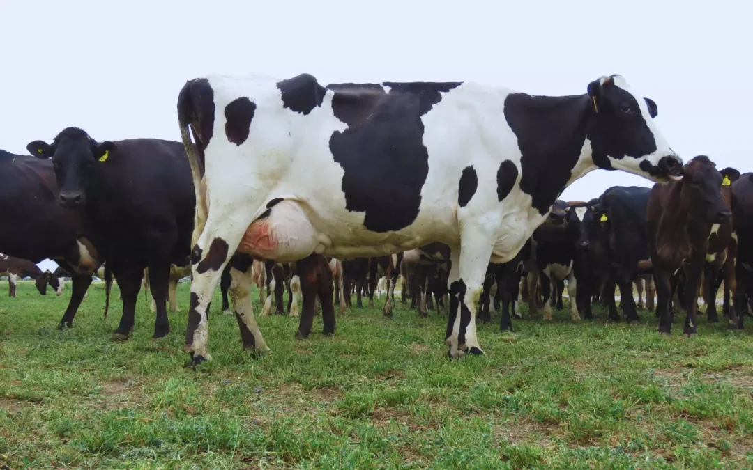 Un logro científico: Avanzan en el desarrollo de una vacuna para prevenir la mastitis bovina