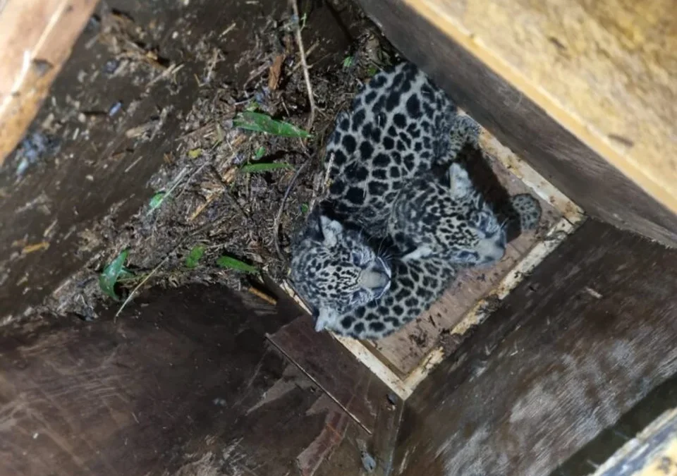 Rescatan a una yaguareté junto a sus crías en Misiones: había perdido un ojo y no podía cazar