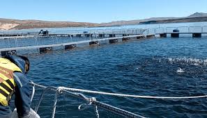 Por primera vez, Argentina logró apertura de cuatro mercados para ovas de trucha arcoíris