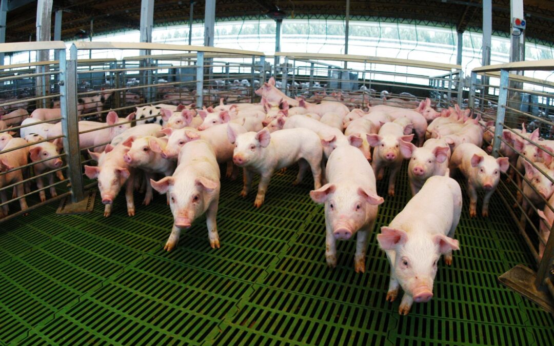 Crece la competitividad del sector porcino con financiamiento impulsado por el Gobierno Nacional