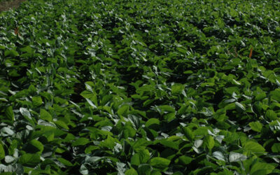 La nutrición inteligente en soja, clave para reducir brechas y mejorar la calidad del grano