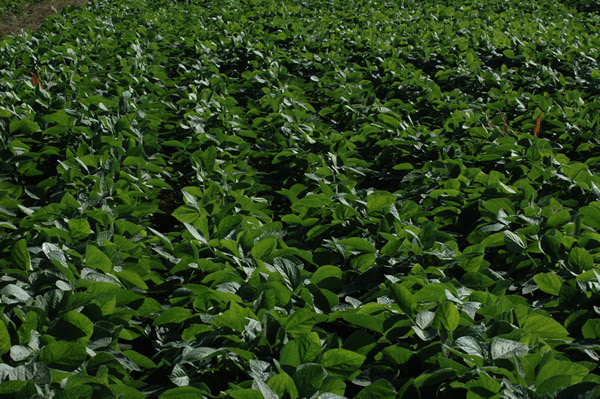 La nutrición inteligente en soja, clave para reducir brechas y mejorar la calidad del grano