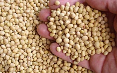 Tic Tac: La nueva campaña de soja 2025/26 podría empalmar con un stock remanente enorme de poroto del presente ciclo