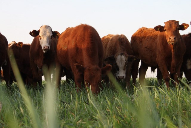 70% de los productores utilizan herramientas tecnológicas para gestionar su negocio