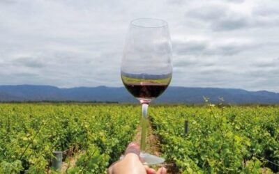 Cuyo: Tiempos difíciles para uvas y vinos: impactos y planteos de política sectorial