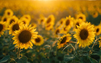Girasol: un cultivo con pasado, presente y gran futuro; una oportunidad para los productores argentinos