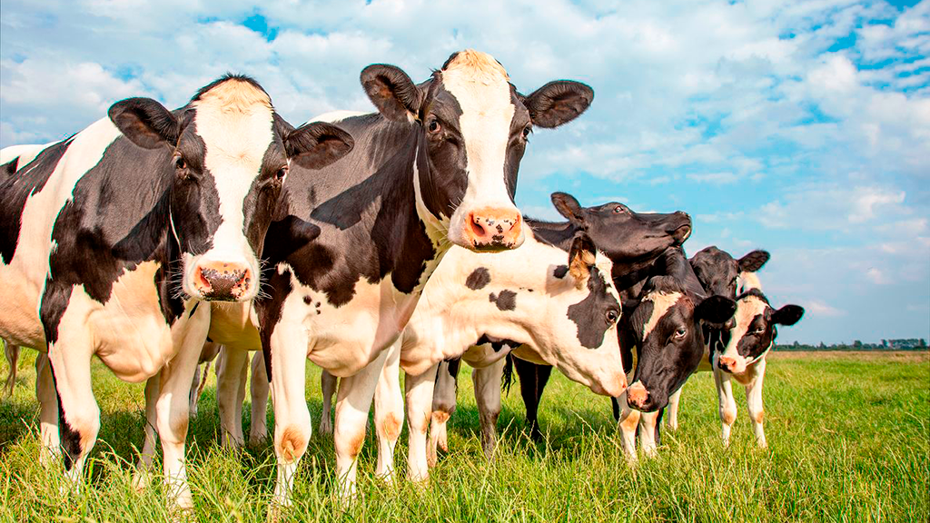 La sarna bovina vuelve a la carga y la bioseguridad ocupa un rol central