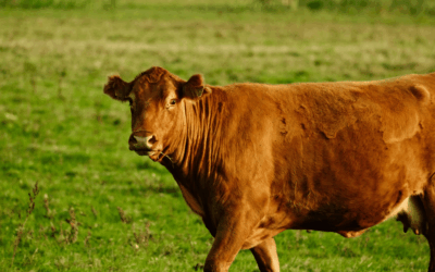 ¿Alcanza con buenos precios para que la ganadería despegue?