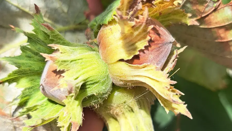 Es el fruto seco estrella de la chocolatería y nueve de cada 10 hectáreas de Argentina están en esta región