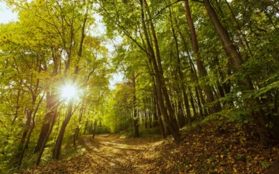 La Justicia ordena recomponer un bosque incendiado por su “valor colectivo”, aunque sea artificial