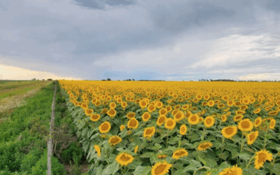 El girasol y los fundamentals que forman su precio interno