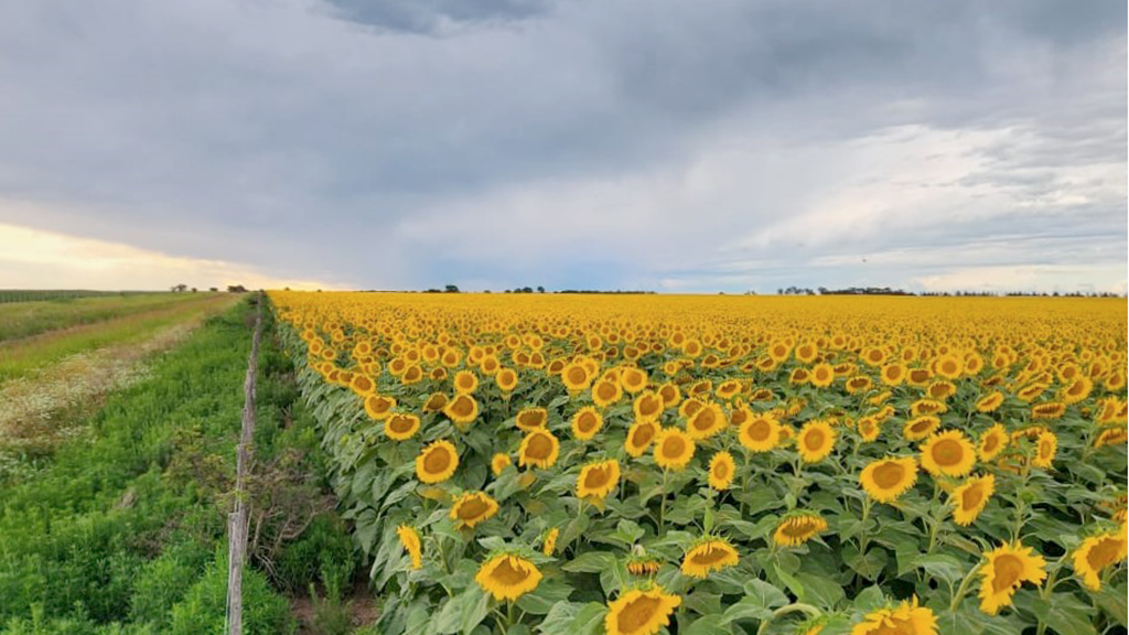 El girasol y los fundamentals que forman su precio interno