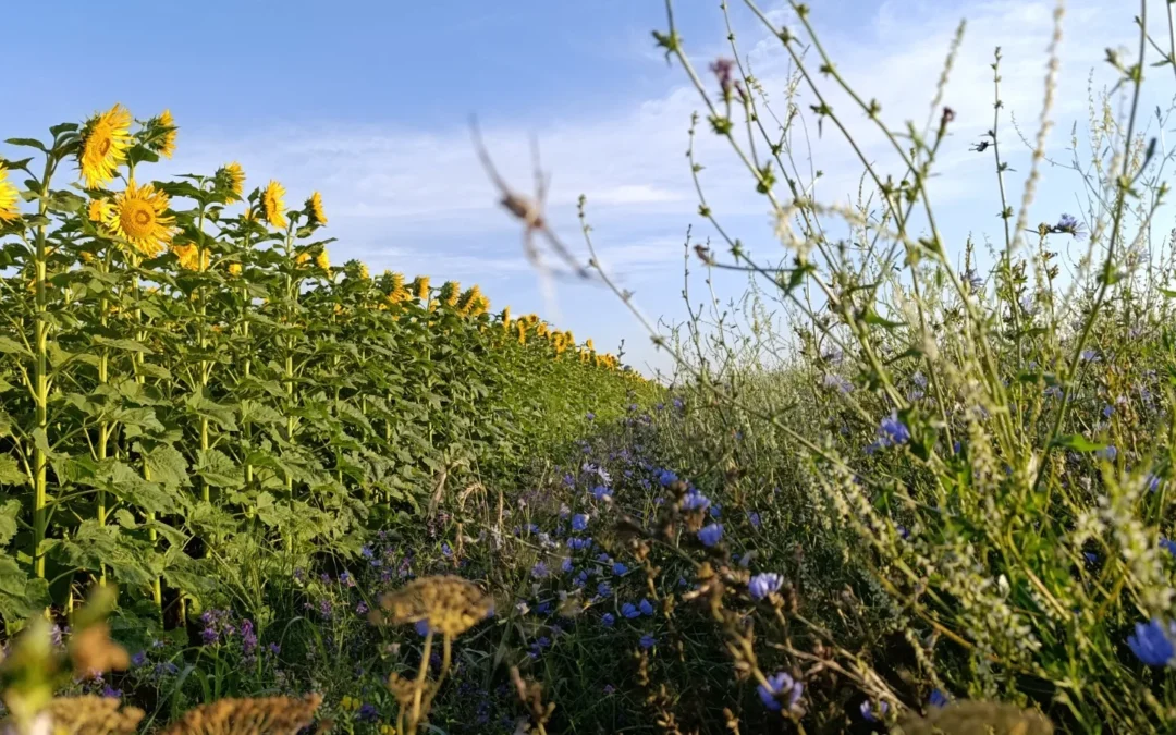 La huella agronómica del carbono: producir más y mejor sin degradar el suelo