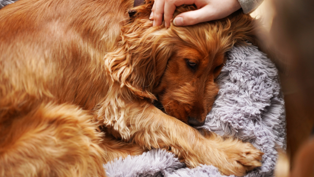 Una perspectiva católica sobre la eutanasia para mascotas
