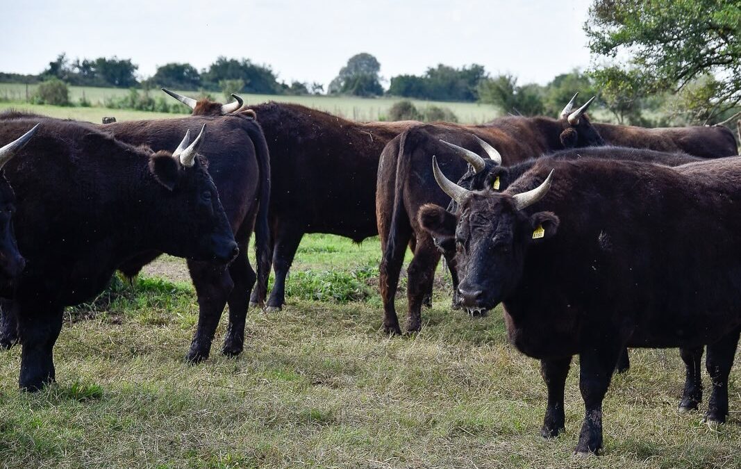 Carne Wagyu, una exquisitez para gustos refinados y alto poder adquisitivo