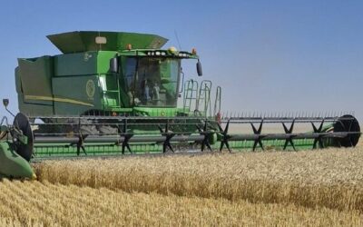 Para la Bolsa de Cereales la proyección de producción de trigo asciende a 25 millones de toneladas