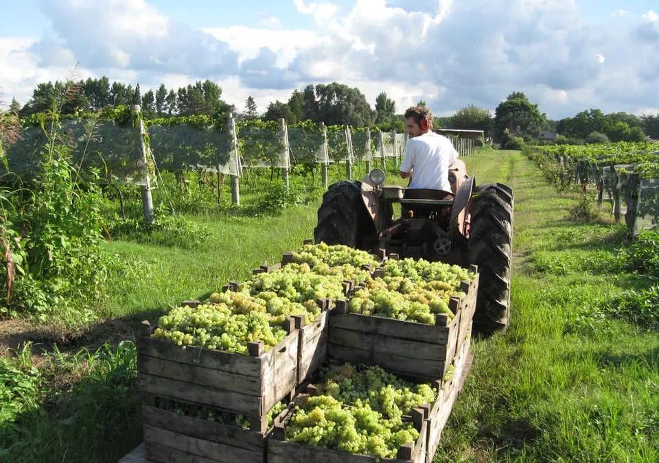 Luis Caputo habilita a empresas a solicitar online la apertura de mercados a productos agroindustriales