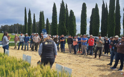 Estrategia multiespecie en cultivos de invierno: rentabilidad todo el año