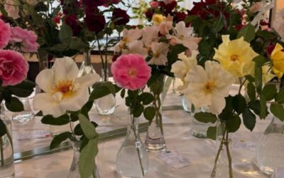 La gran Exposición de Primavera de la Asociación Argentina de Rosicultura