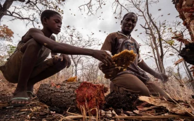 Encuentro de dos mundos: técnicos de Mozambique conocen la apicultura moderna en el norte de Santa Fe