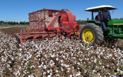 El negocio del algodón con números en rojo