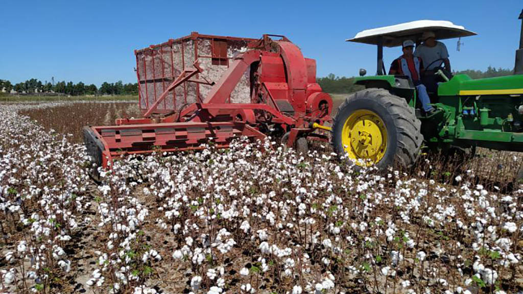 El negocio del algodón con números en rojo