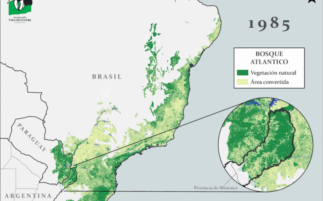 Nuevo mapa revela la pérdida del Bosque Atlántico y destaca los esfuerzos por conservarlo en Misiones