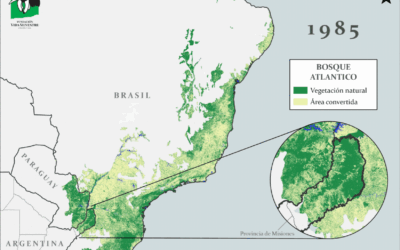 Nuevo mapa revela la pérdida del Bosque Atlántico y destaca los esfuerzos por conservarlo en Misiones