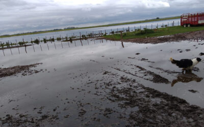 Está vigente  la emergencia agropecuaria para Río Negro, Entre Ríos y Buenos Aires