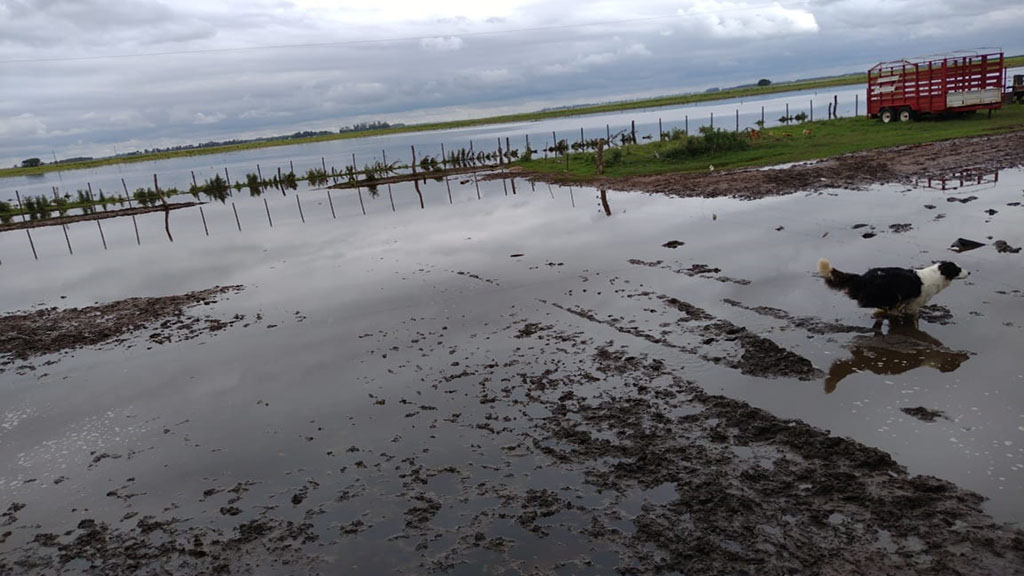 Está vigente  la emergencia agropecuaria para Río Negro, Entre Ríos y Buenos Aires