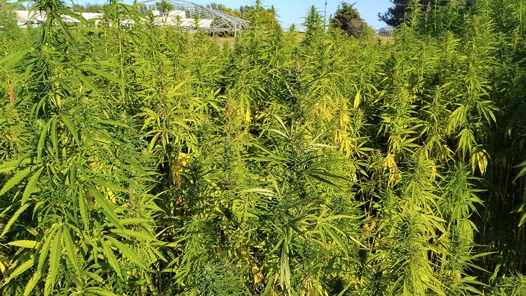 Apuestan al cáñamo y sus bondades como grano, fibra y biomasa