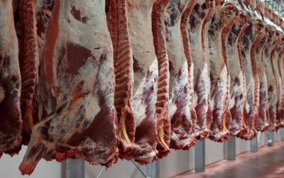 Precios bovinos en alza, exportaciones crecientes y un nuevo movimiento de piezas que mantiene expectante al mercado