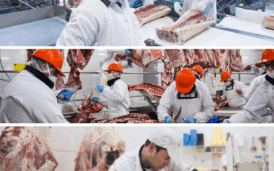 Informe de faena y producción bovina