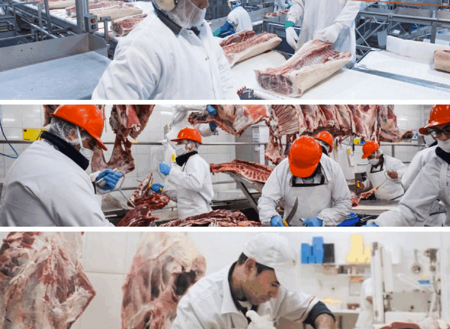 Informe de faena y producción bovina