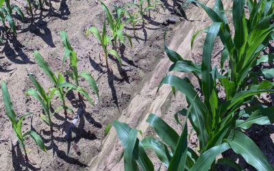 EE.UU: Los campeones del rendimiento del maíz comparten sus cuatro estrategias principales para la selección de híbridos