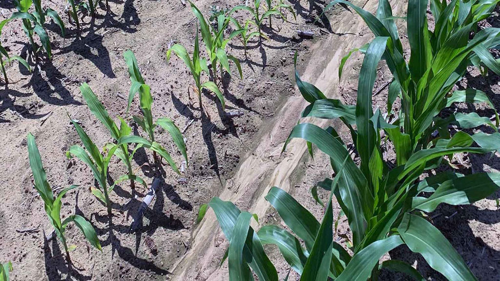 EE.UU: Los campeones del rendimiento del maíz comparten sus cuatro estrategias principales para la selección de híbridos