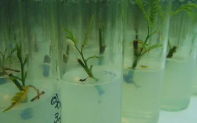 Con biotecnología buscan conservar el algarrobo blanco