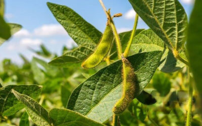 La soja y una brecha que duele: El 28% de potencial perdido y la falta de manejo como principal causa