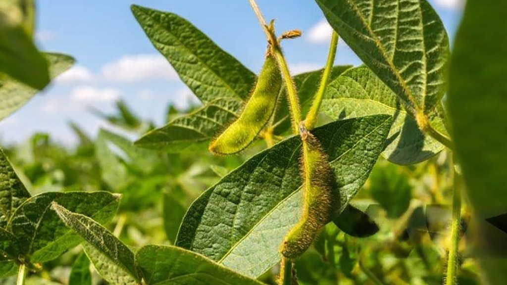 La soja y una brecha que duele: El 28% de potencial perdido y la falta de manejo como principal causa