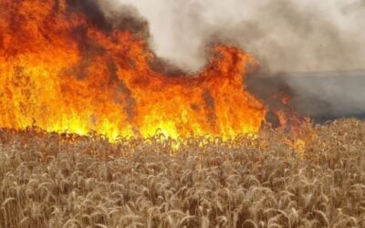 Te lo avisamos: Comenzó la “carnicería comercial” en el mercado argentino de trigo