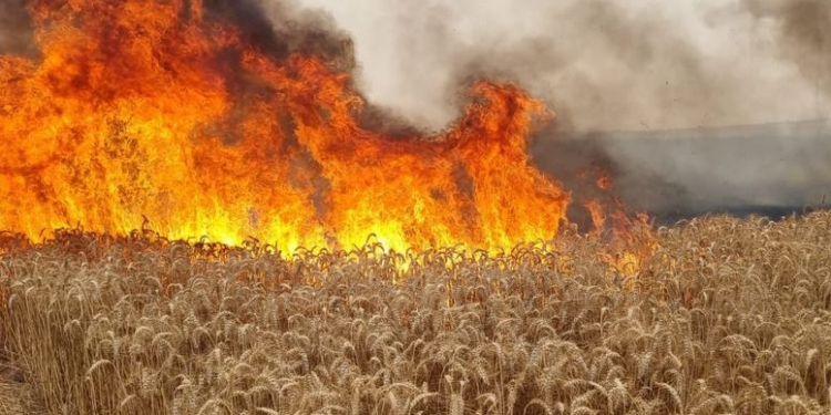 Te lo avisamos: Comenzó la “carnicería comercial” en el mercado argentino de trigo